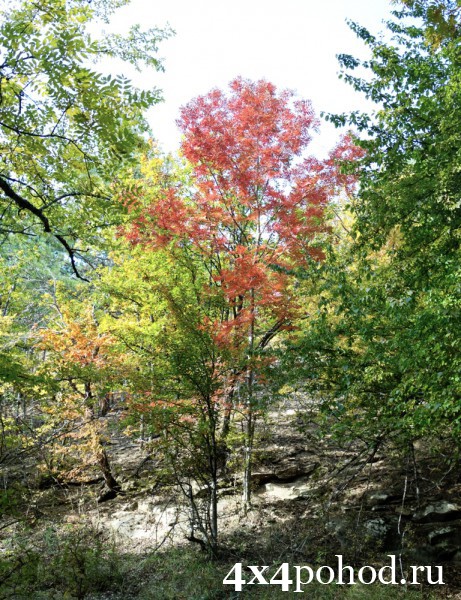 Краски осеннего леса.