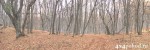 Осенний лес Долгоруковской яйлы