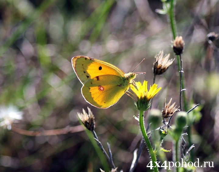 Бабочка желтушка шафрановая.