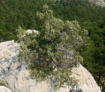 Можжевельник высокий. (Juniperus excelsa).