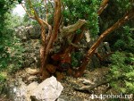 Самое старое в Крыму дерево земляничника мелкоплодного. (Arbutus andrachne). ( г. Ай-Никола, над пос. Ореанда, г.Ялта).
