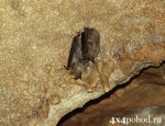 Нетопыри (Pipistrellus) на зимовке в пещере.