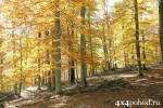 Осенние краски букового леса.